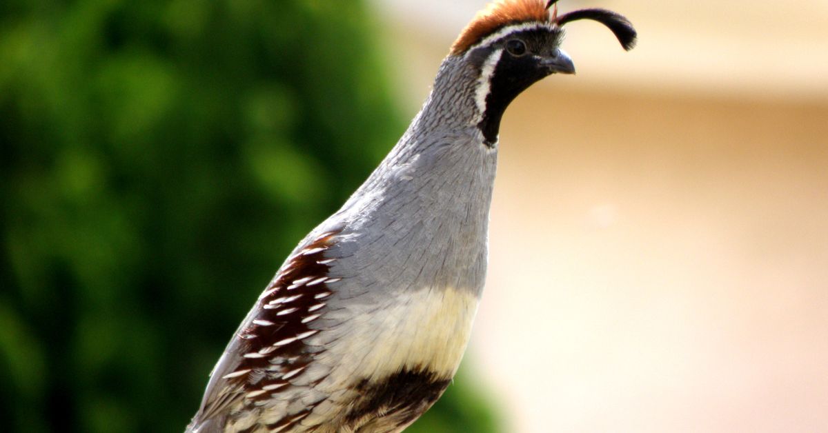 Quail Hunting in Arizona