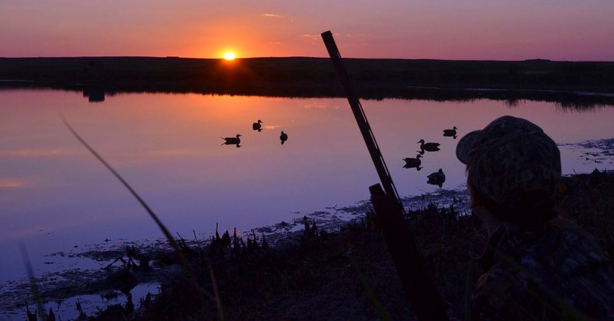 Quail Hunting in Maryland