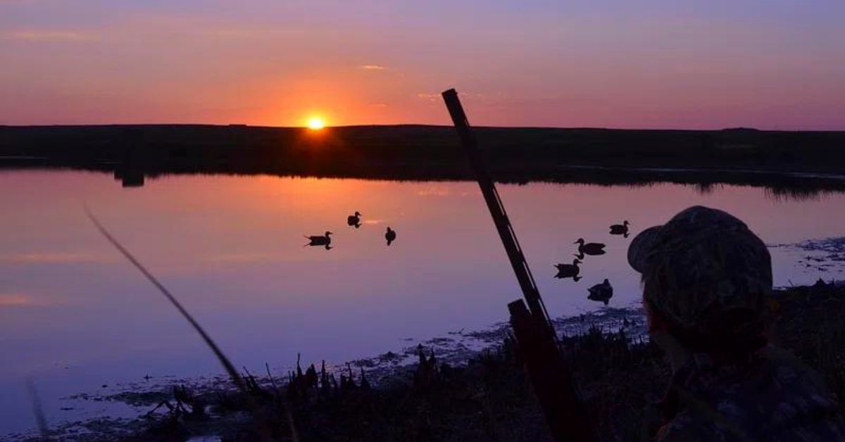 Quail Hunting in Minnesota