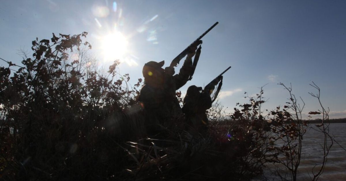 Quail Hunting in Missouri