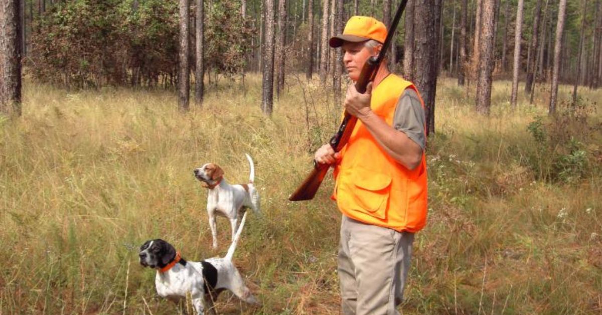 Quail Hunting in New Jersey