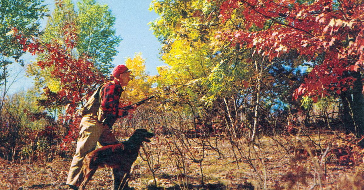 Quail Hunting in Rhode Island