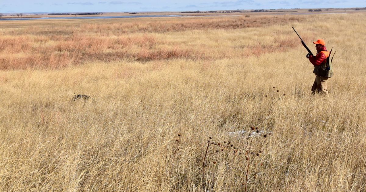 Quail Hunting in South Dakota