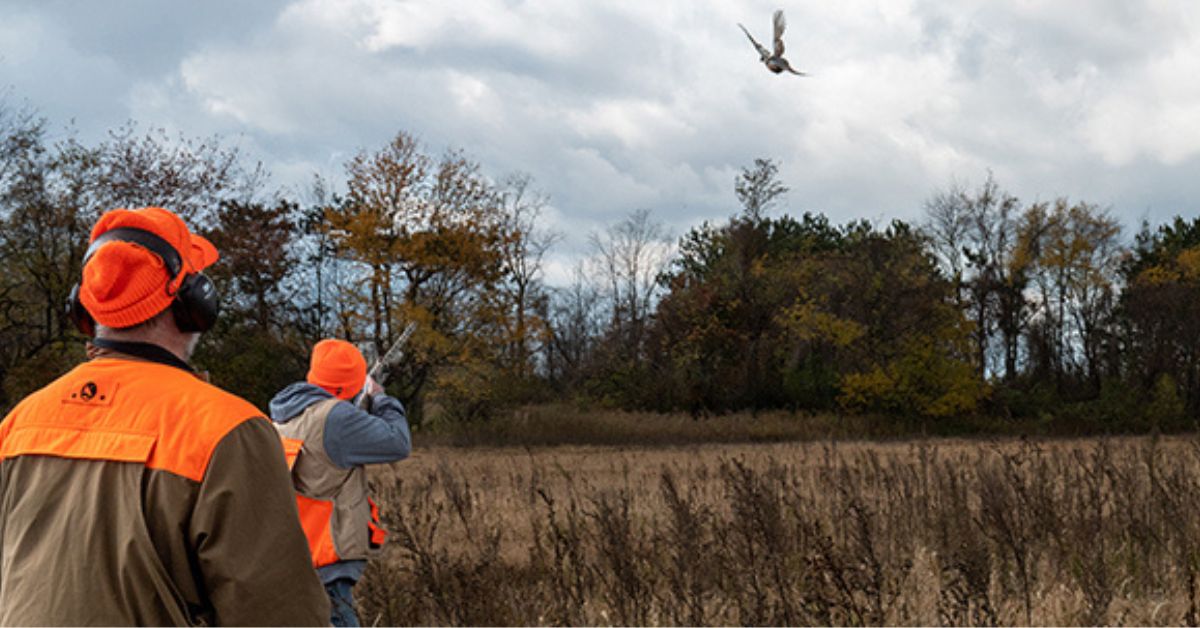 Quail Hunting in Tennessee