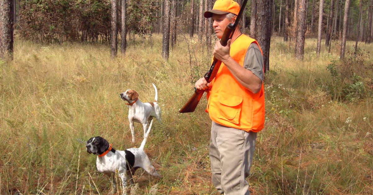 Quail Hunting in Vermont