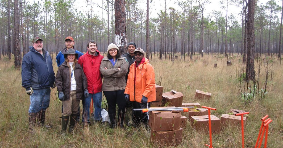 Quail Hunting in Virginia