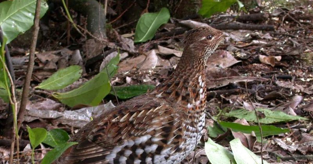 Quail Hunting in Washington